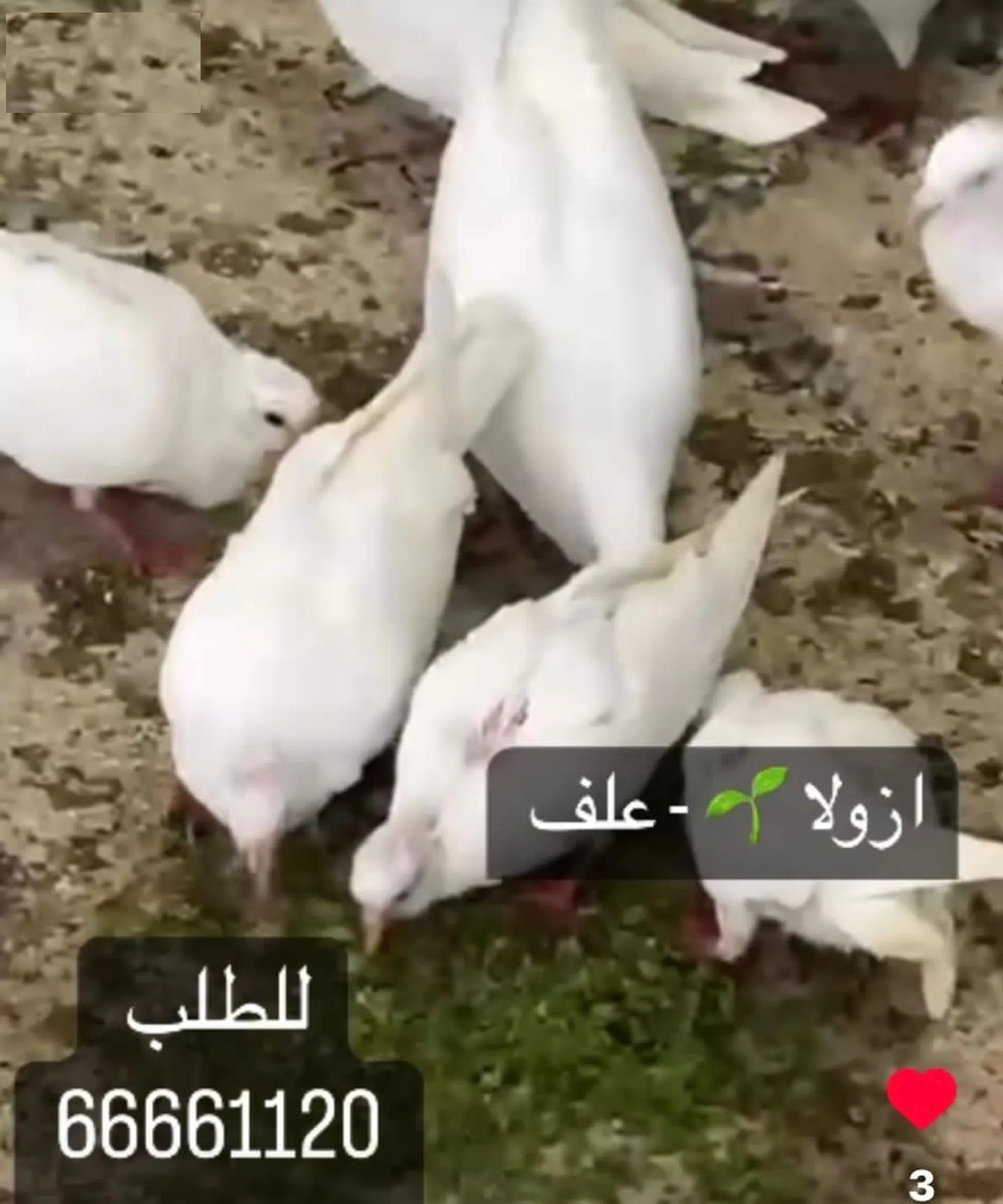 علف وبدائل العلف. دواجن. غنم. طيور. جميع الأنواع.. أزولا - 2