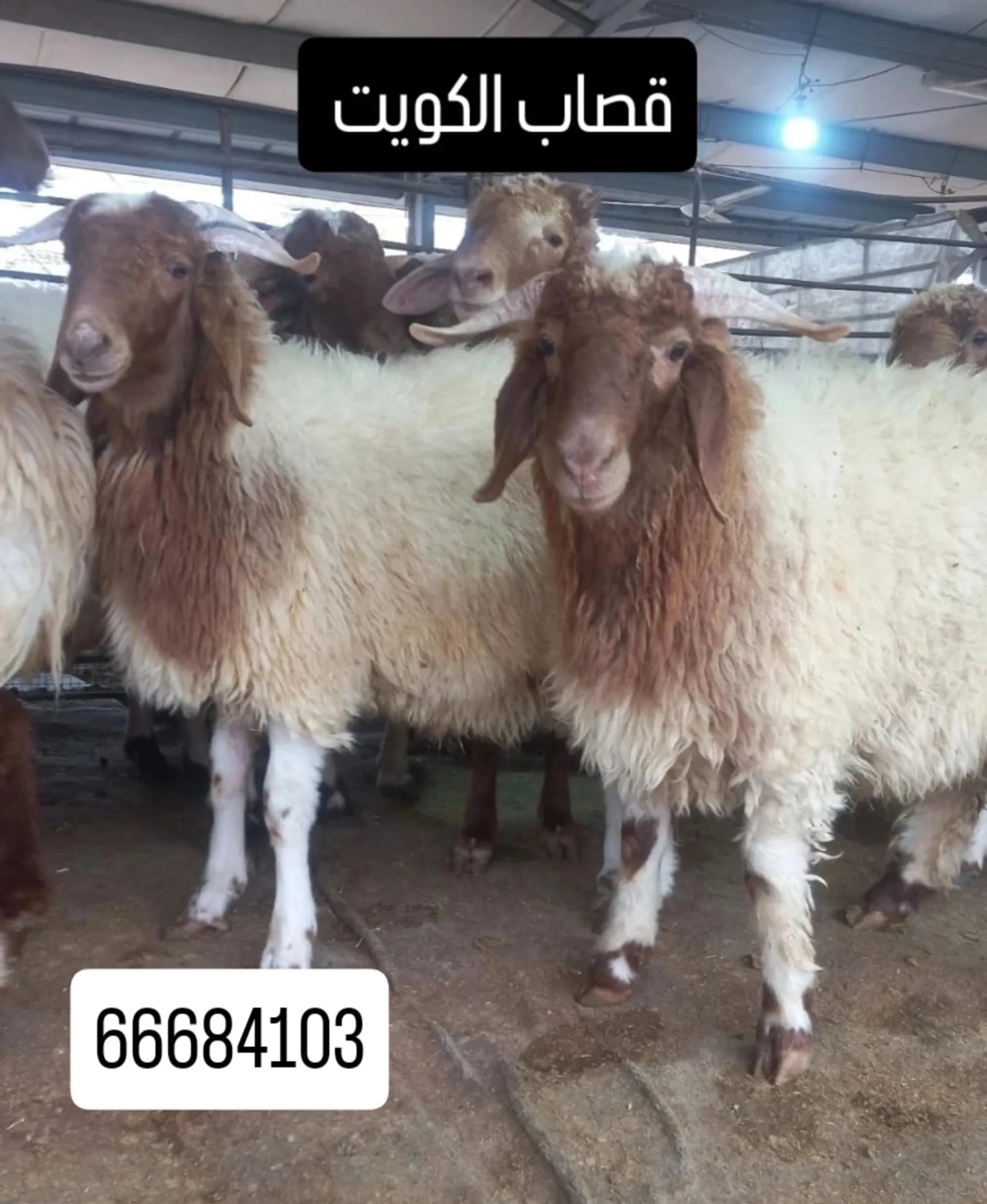 قصاب تحت الطلب جميع المناطق الكويت - 2