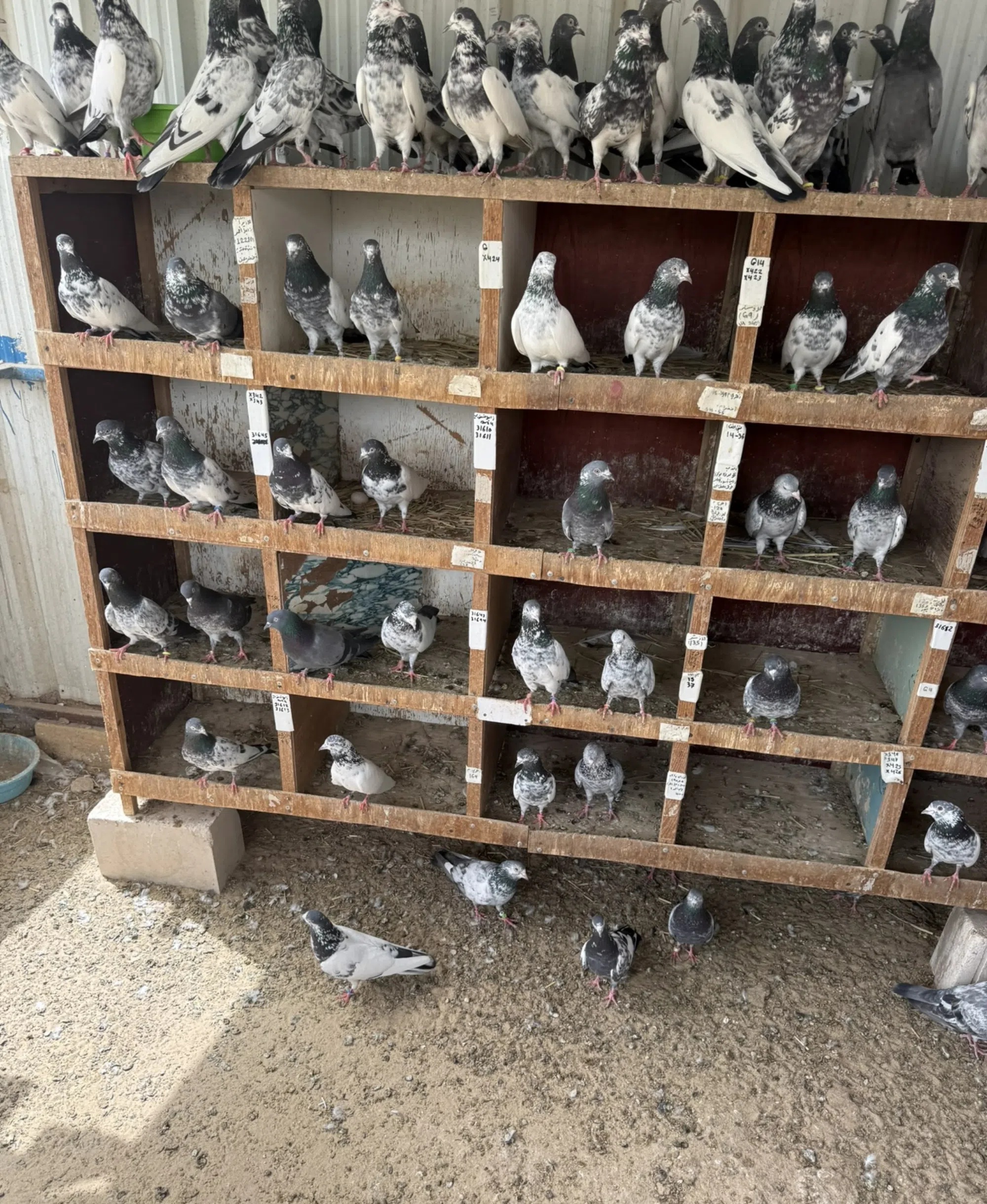 حمام باكستاني طيار بيور وفروخ كراسات